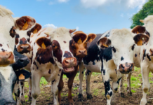 Fără subvenție dacă nu previi: noua regulă ANSVSA pentru crescătorii de animale