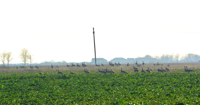 Foto: Facebook/ Cuibul dropiei / Túzokfészek