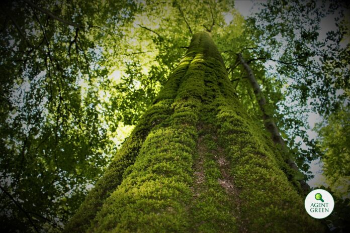 Foto: Facebook/Agent Green