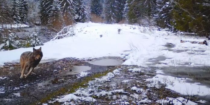 Captură video: Facebook/Regia Națională a Pădurilor – Romsilva