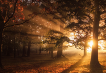 Știai că arborii pot „comunica” între ei printr-o rețea subterană de fungi?