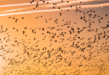 Studiu Science: declinul păsărilor se accelerează în America de Nord, mai ales în zonele agricole Pasari