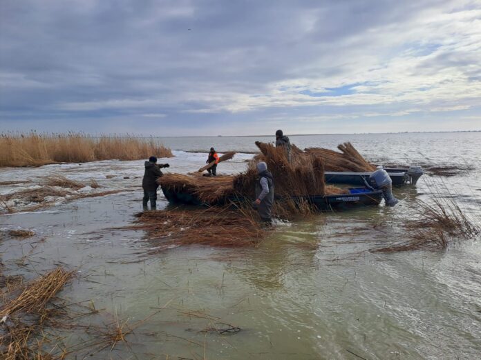 Sursă foto: Facebook/Administraţia Rezervaţiei Biosferei Delta Dunării (ARBDD)