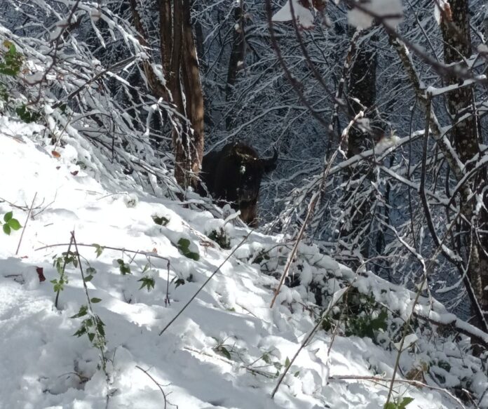 Foto credit: Daniel Hurduzeu / WWF-România