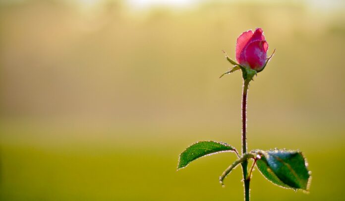 Foto: Facebook/Parcul Regele Mihai I