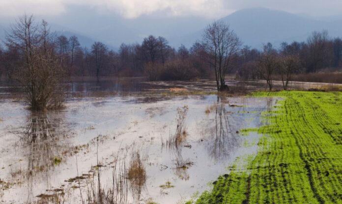 Foto: Facebook/WWF România