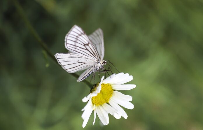 Sursă foto: Pixabay