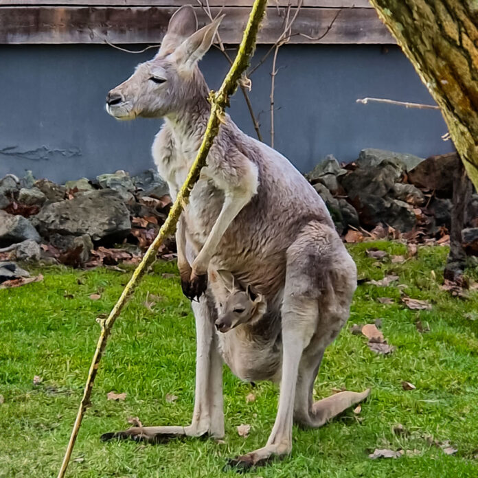 Foto: Zoo Dortmund/Sonja Borchers