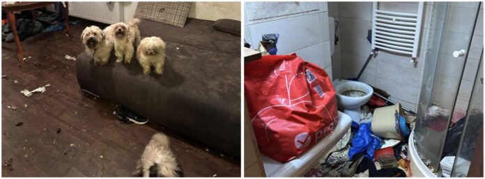 Sursă foto: Protecția Animalelor CJ Ilfov