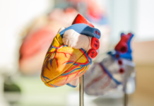 Microplasticele accelerează bolile cardiovasculare. Un studiu cu cifre care nu mai pot fi ignorate