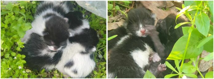 Foto: Facebook/Help Lăbuș