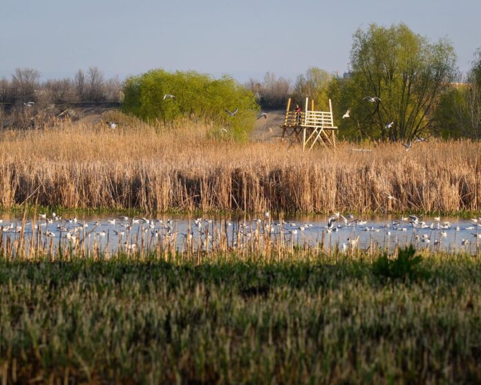 Foto: Facebook/Administraţia Parcul Natural Văcăreşti