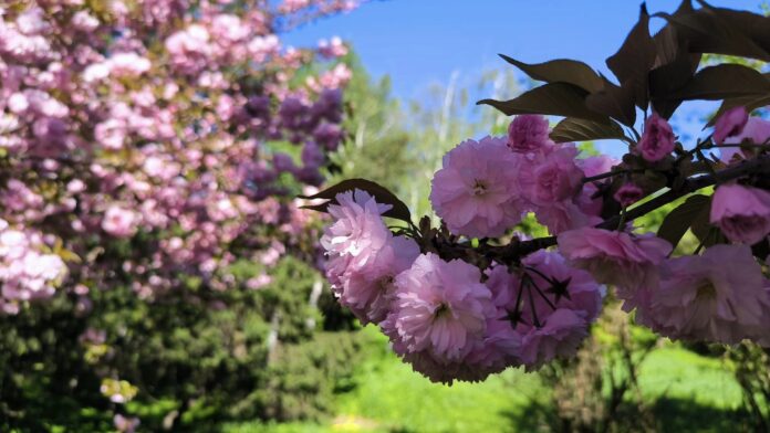 Sursa foto: Facebook/Complexul Muzeal de Ştiinţele Naturii Galaţi