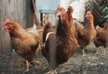 Gripă aviară H5N1 în Australia: continentul care părea protejat intră în alertă biologică