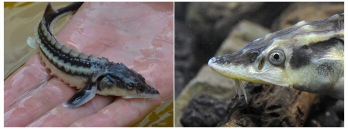 Foto: Facebook/WWF România