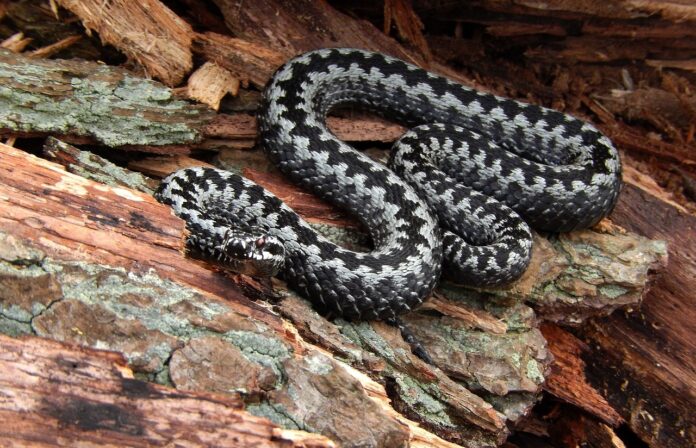 Sursă foto: Pixabay