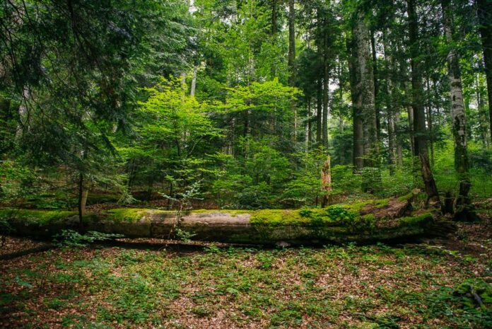 Foto: Facebook/WWF România