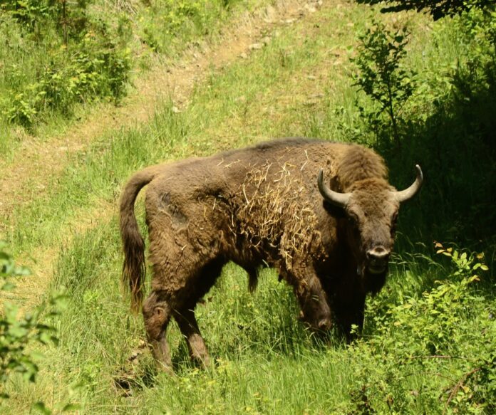 Foto: Facebook/WWF România