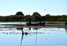 Delta Dunării pierde teren în fiecare an. Rewilding Europe restaurează. Statul român privește Foto: Facebook/Administrația Rezervației Biosferei ”Delta Dunării” (A.R.B.D.D.)