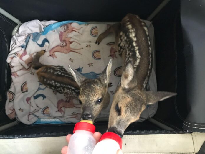 Foto: Facebook/Fundaţia Visul Luanei