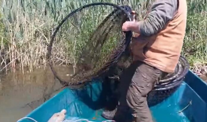 Captură video: Facebook/Administrația Rezervației Biosferei Delta Dunării (ARBDD)