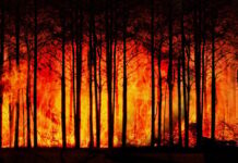 Pădurile europene sub presiune: incendii, dăunători și stres climatic în creștere Sursa foto: Pixabay