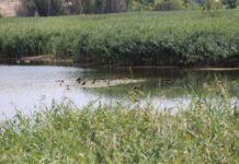 Zonele umede devin scutul natural al planetei împotriva schimbărilor climatice Foto: Știrea Verde/Delta Văcărești