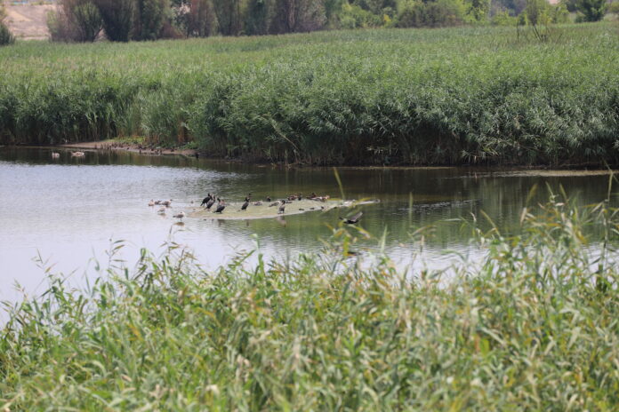 Foto: Știrea Verde/Delta Văcărești