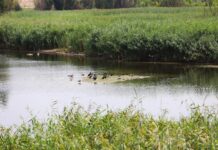 Zonele umede, soluția naturală împotriva schimbărilor climatice. Cum pot aceste ecosisteme să reducă emisiile de carbon Delta Văcărești - Foto Știrea Verde