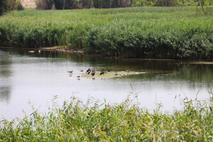 Delta Văcărești - Foto Știrea Verde Delta Văcărești - Foto Știrea Verde