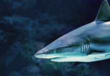 Știai că rechinii sunt mai bătrâni decât copacii?