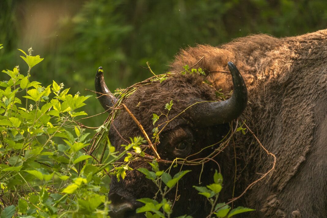 Foto: Facebook/WWF România