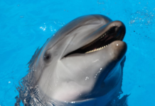 Delfinii din Marea Neagră mor pe plaje: plase, război și un proiect de foraj care îi amenință delfinii respiră microplastice