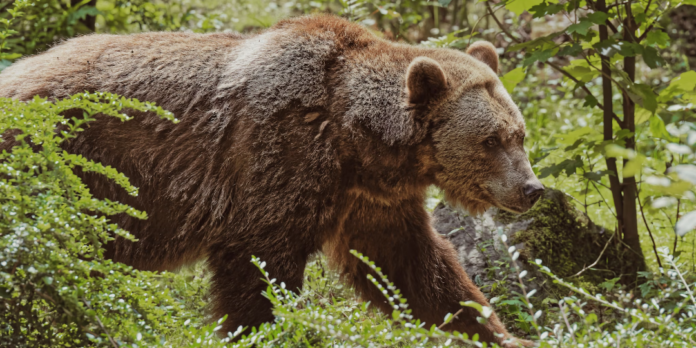 faimoasa ursoaică grizzly 399 a murit