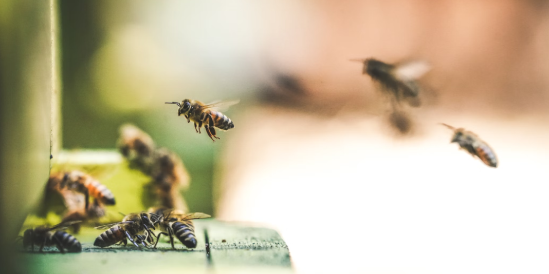 marea britanie ar putea aproba pesticide care ucid albinele