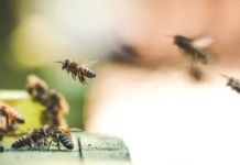 Știai că albinele recunosc fețele umane? marea britanie ar putea aproba pesticide care ucid albinele