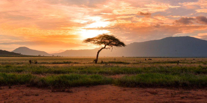 în Kenya a fost descoperită o insectă care mănâncă plastic