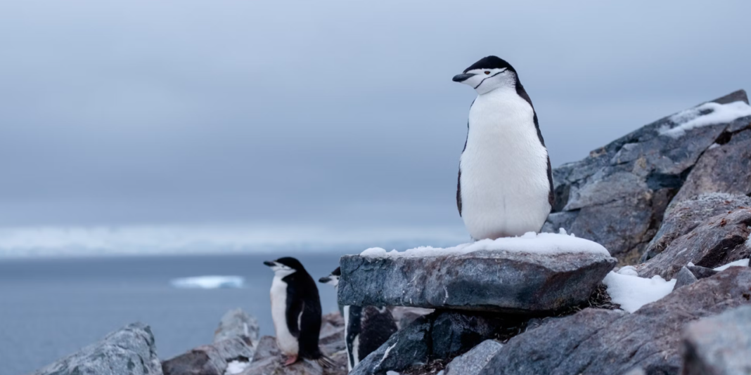 500 de oameni de știință trag un avertisment de „urgență” cu privire la Antarctica