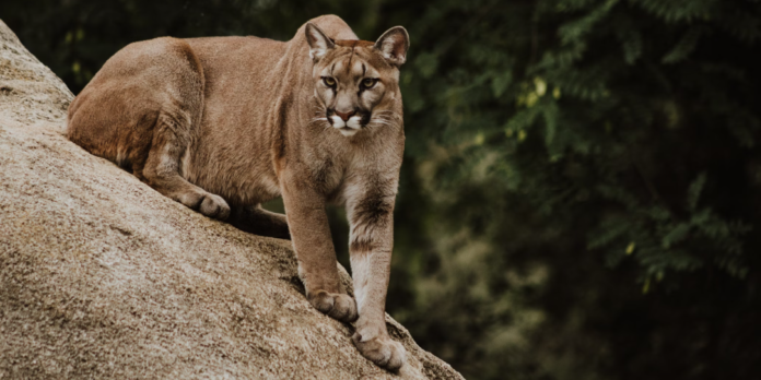 pumele din los angeles și-au schimbat comportamentul și au devenit animale nocturne