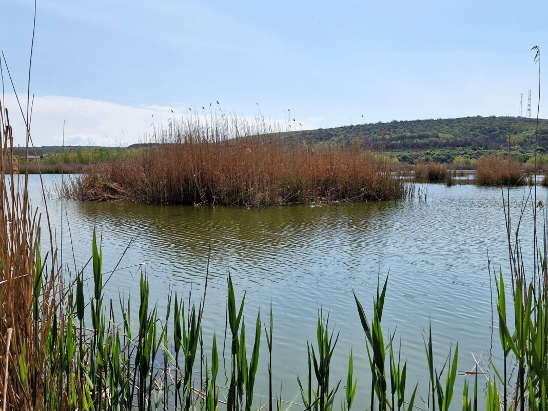 Foto: Institutul National de Cercetare-Dezvoltare ”Delta Dunarii” - INCDDD