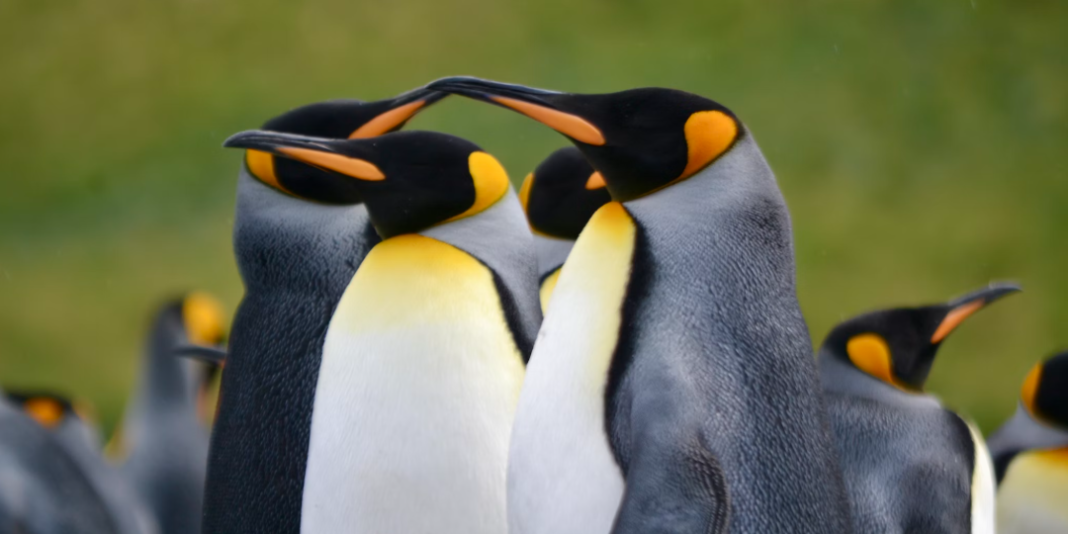 Antarctica devine din ce în ce mai verde