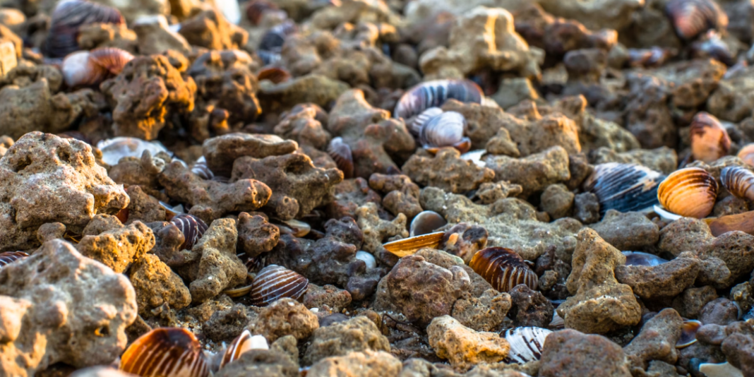 crustacee spania criza climatica