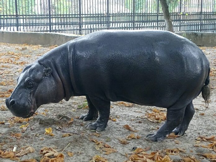 Foto: Facebook/Grădina Zoologică Târgoviște
