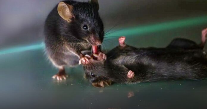 Foto: Facebook/Science.org