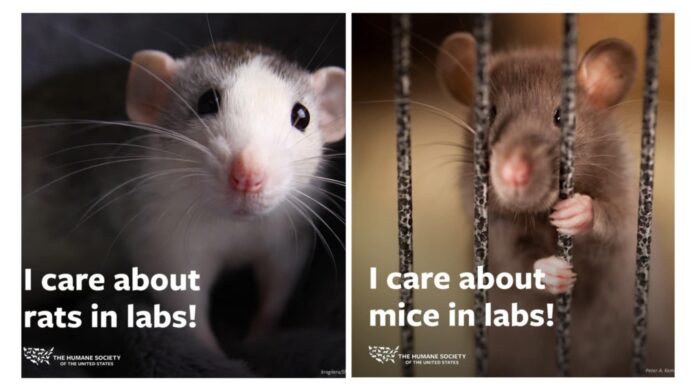 Foto: Humane World for Animals