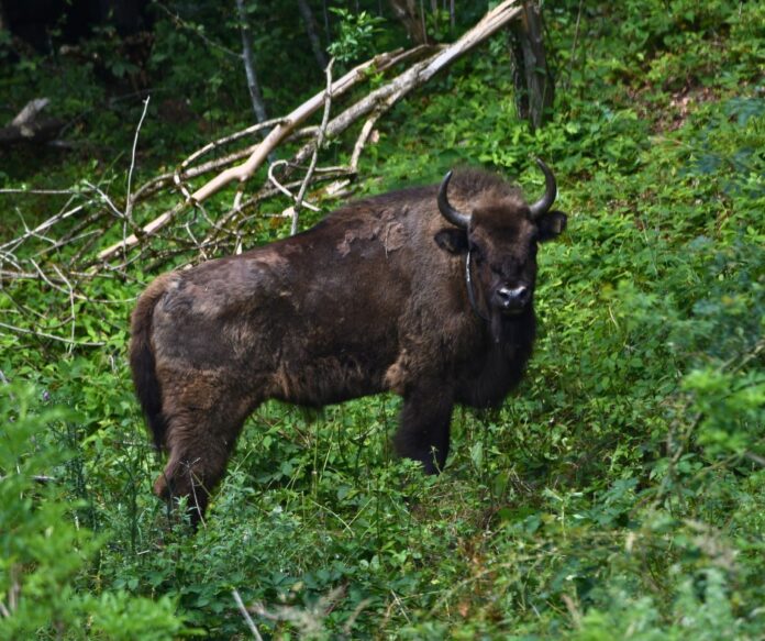 Foto: Facebook/WWF România