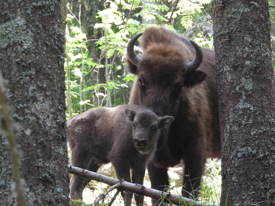 Foto: Facebook/Conservation Carpathia