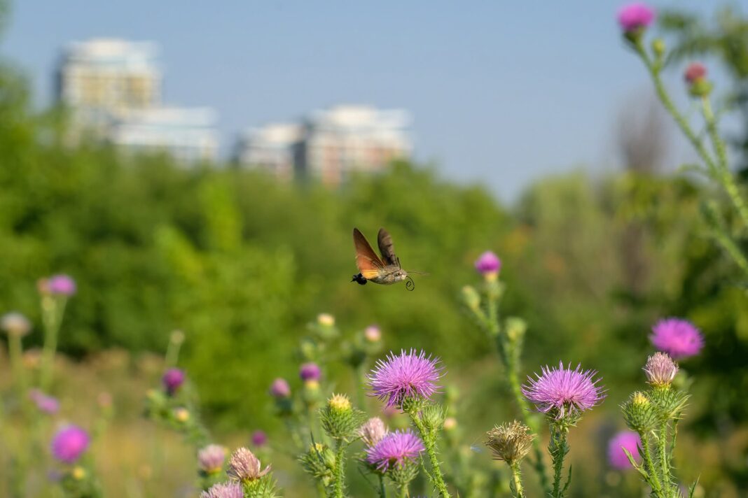 Foto: Facebook/Administrația Parcul Natural Văcărești