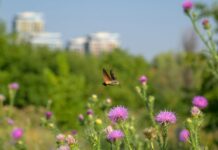 Brazilia, comoară ecologică globală și una dintre cele mai vulnerabile țări la criza climatică