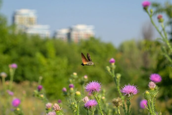 Foto: Facebook/Administrația Parcul Natural Văcărești